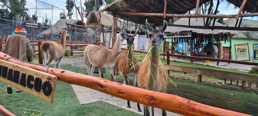 Cusco: Alpaca and Llama Farm Tour w/ Transfer & Weaving Demo - Why this short Cusco tour works so well