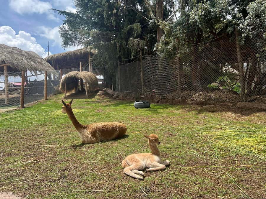 Cusco: Alpaca and Llama Farm Tour w/ Transfer & Weaving Demo - Meeting the camelids of the Andes