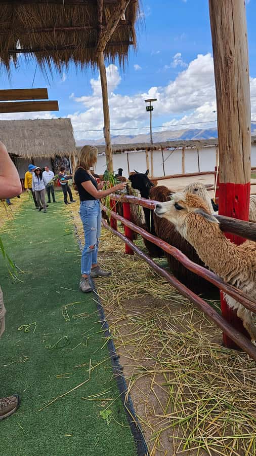 Cusco: Alpaca and Llama Farm Tour w/ Transfer & Weaving Demo - Inside the weaving demonstration