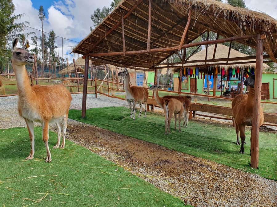 Cusco: Alpaca and Llama Farm Tour w/ Transfer & Weaving Demo - Is $34 a fair price?