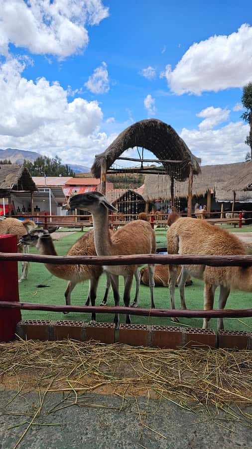 Cusco: Alpaca and Llama Farm Tour w/ Transfer & Weaving Demo - The drive from central Cusco to the farm