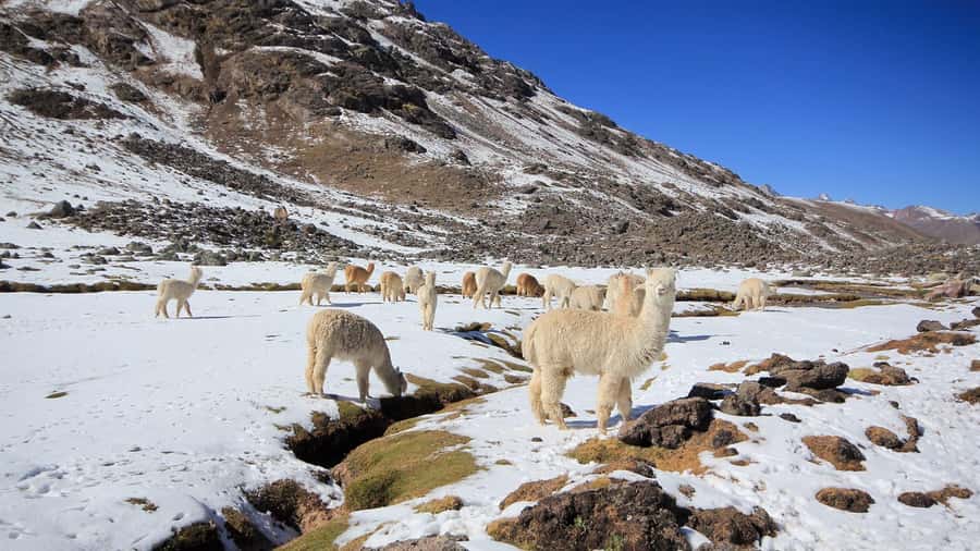 Cusco: Ausangate Tour 7 Lagoons full day - The 45-minute pause and return to Pacchanta