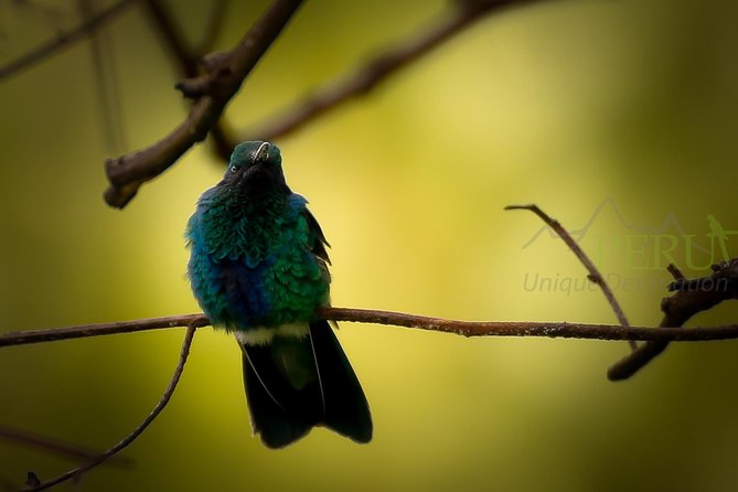 Cusco Birdwatching at Balcón del Diablo (Halfday) - Key points at a glance