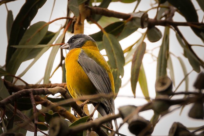 Cusco Birdwatching at Balcón del Diablo (Halfday) - The 6:00 am start and the ride from central Cusco