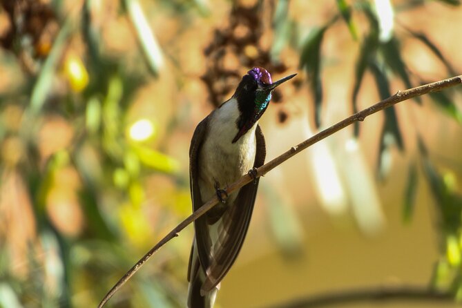 Cusco Birdwatching at Balcón del Diablo (Halfday) - Birds you might find near Cusco