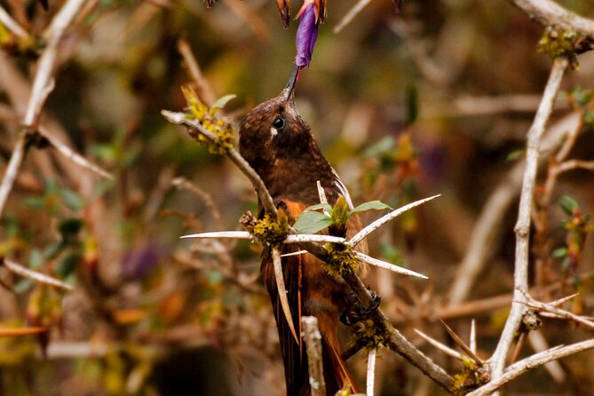 Cusco Birdwatching at Balcón del Diablo (Halfday) - José Luis Lescano, Yadier, and the value of a good spotter