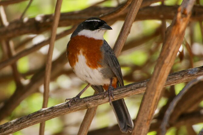 Cusco Birdwatching at Balcón del Diablo (Halfday) - Why photographers should pay attention