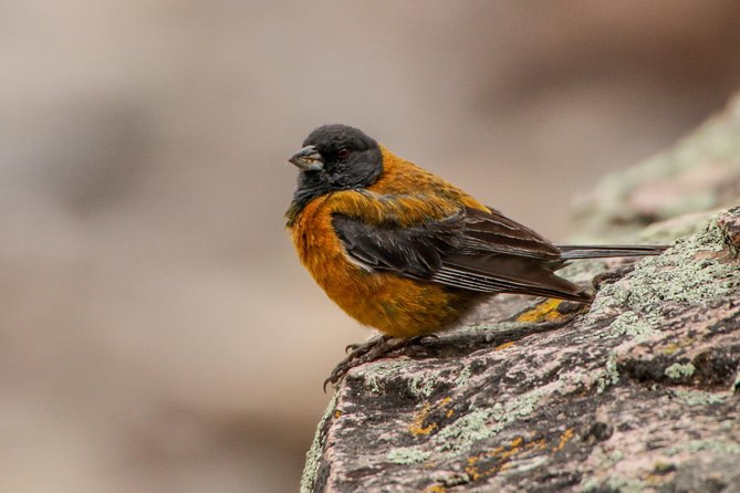 Cusco Birdwatching at Balcón del Diablo (Halfday) - Cold weather, altitude, and what to bring