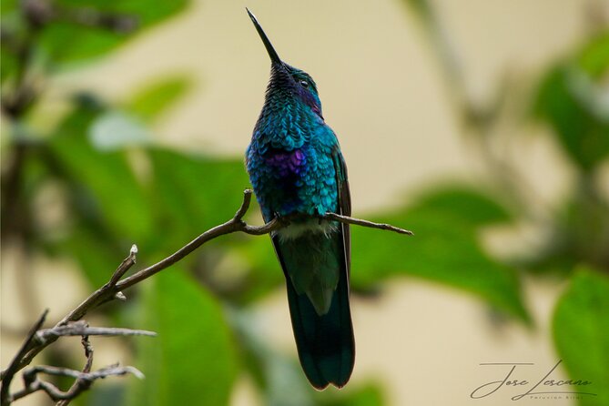 Cusco Birdwatching at Balcón del Diablo (Halfday) - Is $95 a fair price?