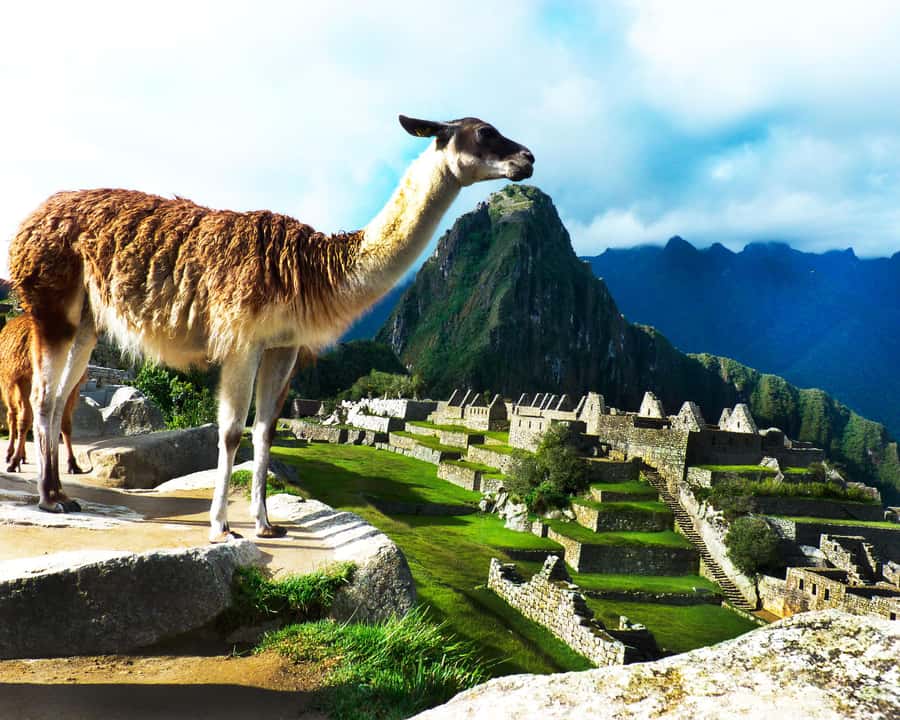 CUSCO: Full Day All Included Private Machu Picchu Experience - Who should book this day trip?