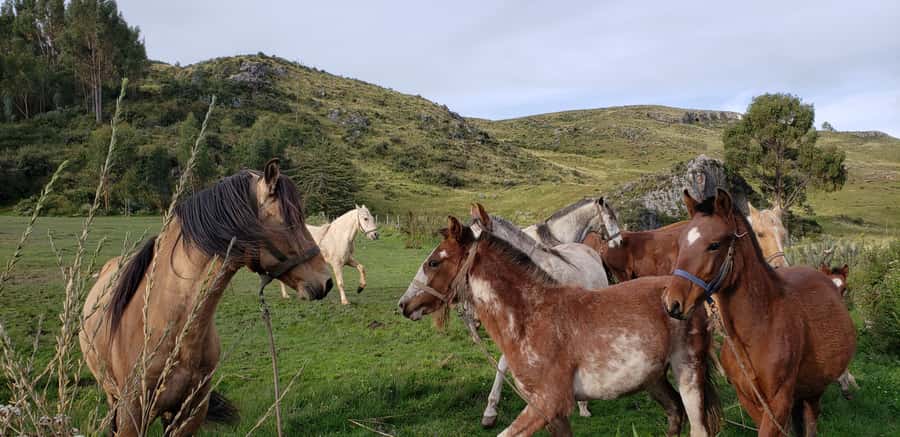 Cusco: Half-Day Horseback Riding at Devil's Balcony - Six things to know before you saddle up