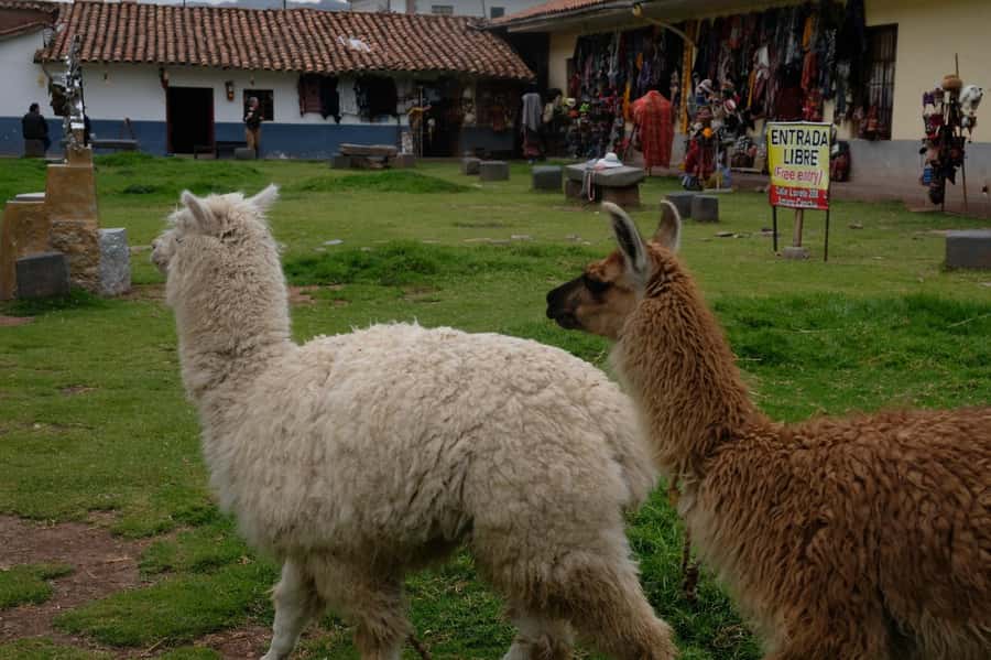 Cusco Highlights Walking Tour: History, Culture, Traditions - Mirador de San Cristobal and the final orientation