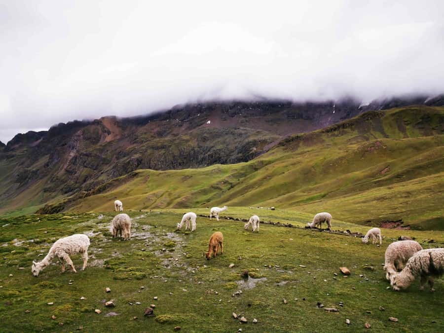 Cusco: Rainbow Mountain and Red Valley Guided Day with Meals - The final road section and mountain parking area