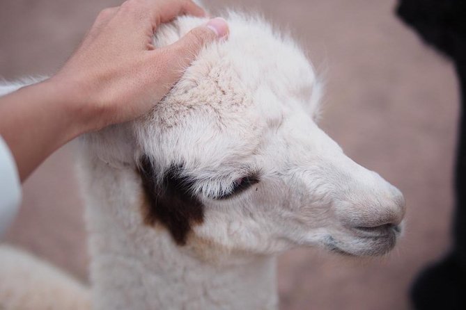 Cusco Santuario de Animales Rescatados en Cusco - Pickup from Cusco and the ride out