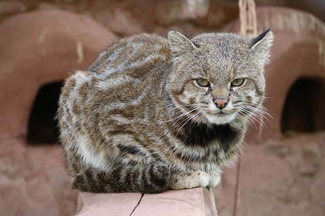 Cusco Santuario de Animales Rescatados en Cusco - A guide makes the difference