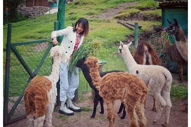 Cusco Santuario de Animales Rescatados en Cusco - The alpaca shop and the wider mission