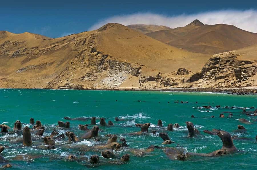 Discover Paracas, Ica and Nasca in a 2 days and 1 night trip - Five details that shape the experience