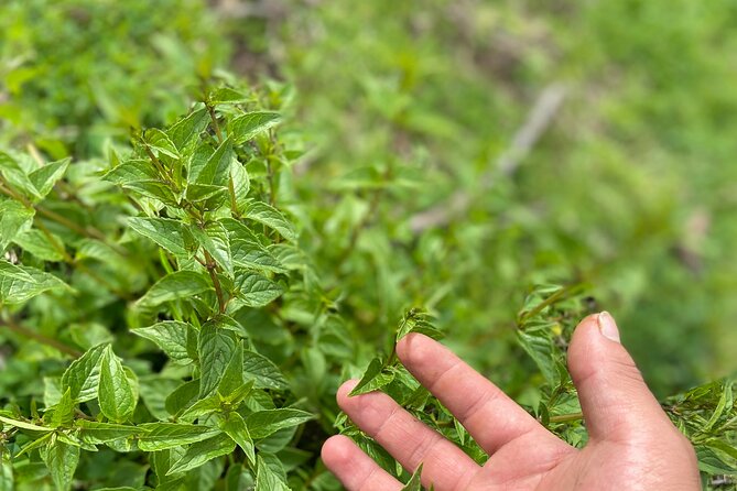Discover the secrets of Andean nature in Pisac - Key points to know before you go