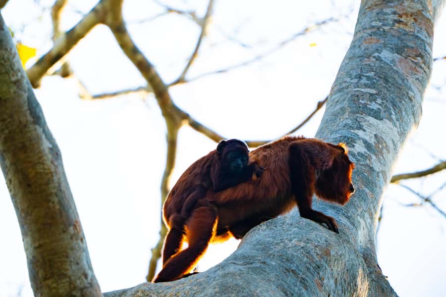 Excursion 3 days/2 nights in the jungle - What the $395 price buys you