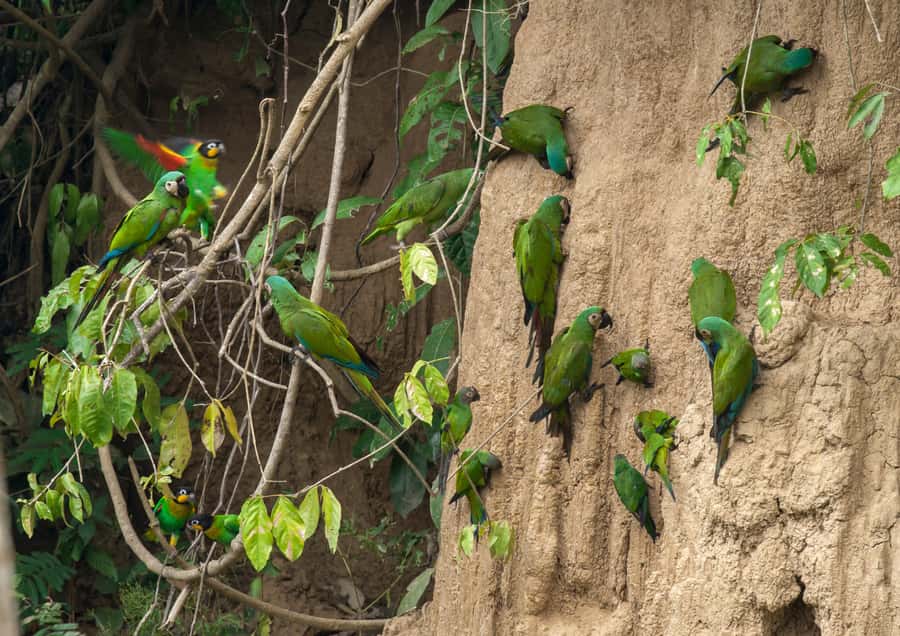 Excursion 3 days/2 nights in the jungle - Who should book this Tambopata trip?