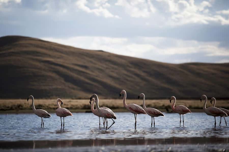 Excursion: Lagoon and National Reserve of Salinas and Aguada Blanca in Arequipa. - Why this reserve makes a good day trip from Arequipa