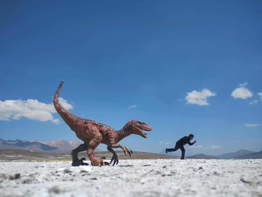 Excursion: Lagoon and National Reserve of Salinas and Aguada Blanca in Arequipa. - Three volcanoes and native highland plants