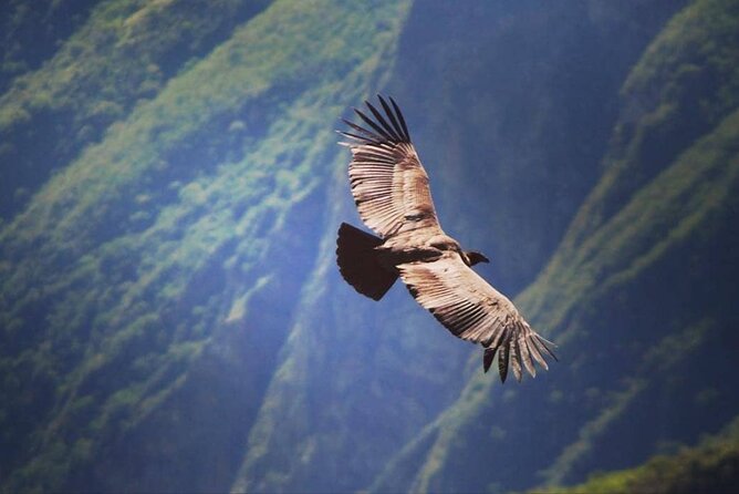 Flight of the condor - Waiting for Andean condors at El Mirador de Los Cóndores