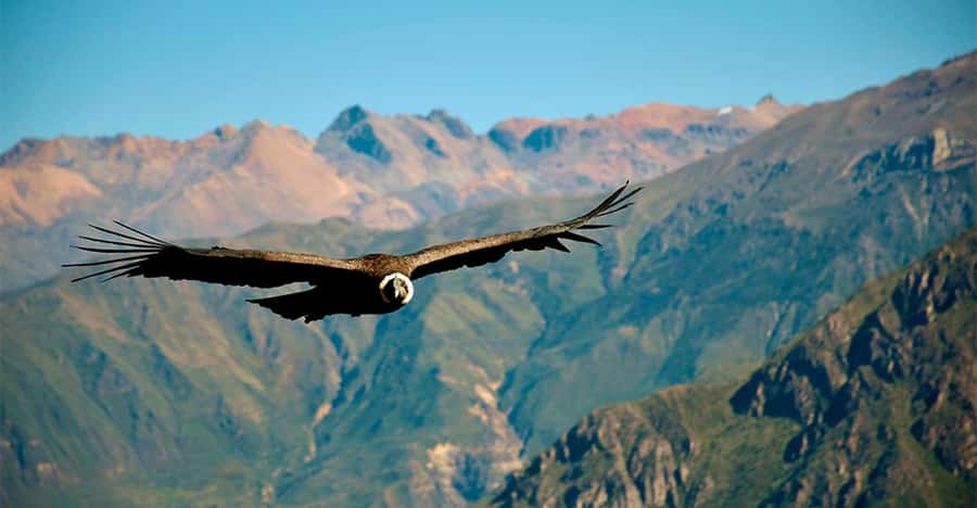 From Arequipa: 1-Day Guided Tour to Colca Canyon with Meals - Key points to know before booking