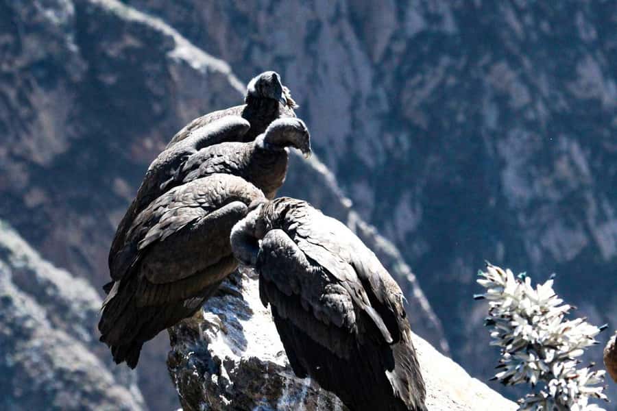 From Arequipa: 1-Day Guided Tour to Colca Canyon with Meals - Maca and the Santa Ana church