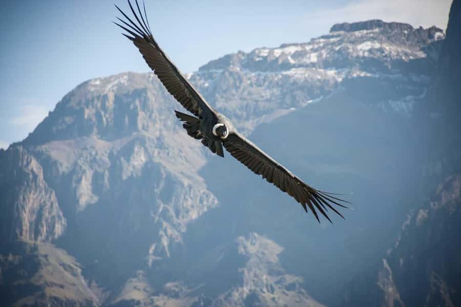 From Arequipa: 1-Day Guided Tour to Colca Canyon with Meals - Returning to Arequipa after a full day