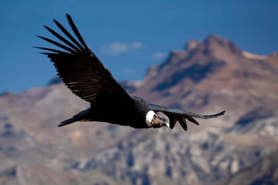 From Arequipa: Colca Canyon Full-Day Guided Tour with Meals - Cruz del Cóndor: the main event
