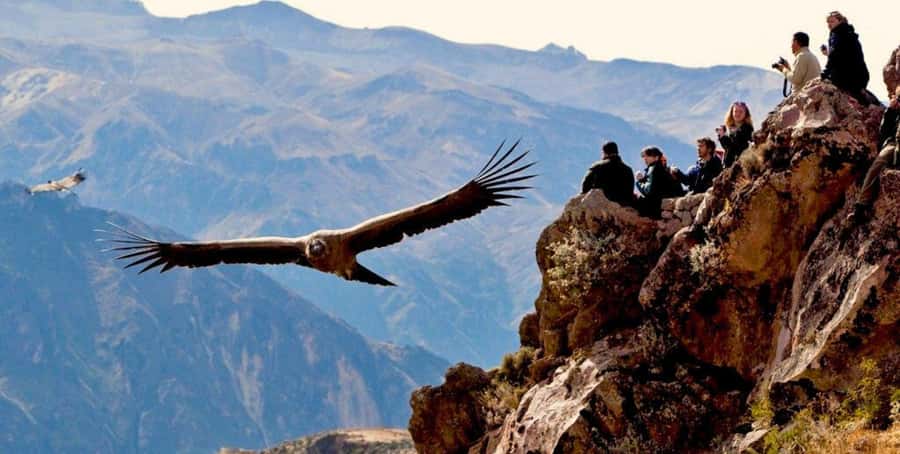 From Arequipa: Colca Canyon Full-Day Tour with Breakfast - The 3 AM start and the road to Chivay