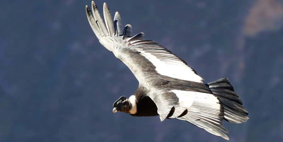 From Arequipa: Colca Canyon Full-Day Tour with Breakfast - Who should book this Colca Canyon day trip?