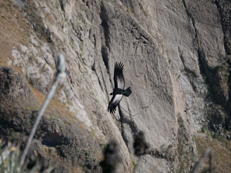 From Arequipa: Colca Canyon & La Calera Thermal Waters - Five details worth knowing before you book
