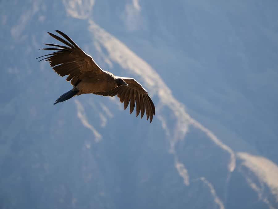 From Arequipa: Colca Canyon & La Calera Thermal Waters - Pinchollo, Maca, and Yanque