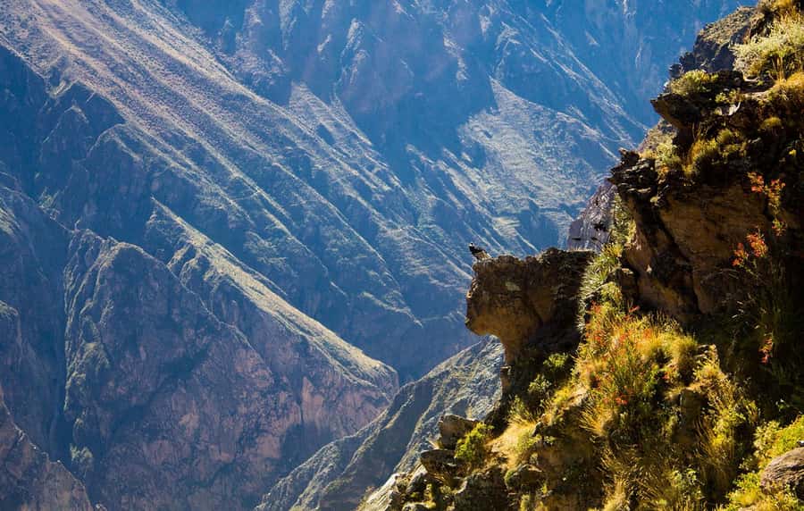 From Arequipa: Colca Valley & Thermal Baths Small-Group Trip - Why this one-day Colca trip works for short visits