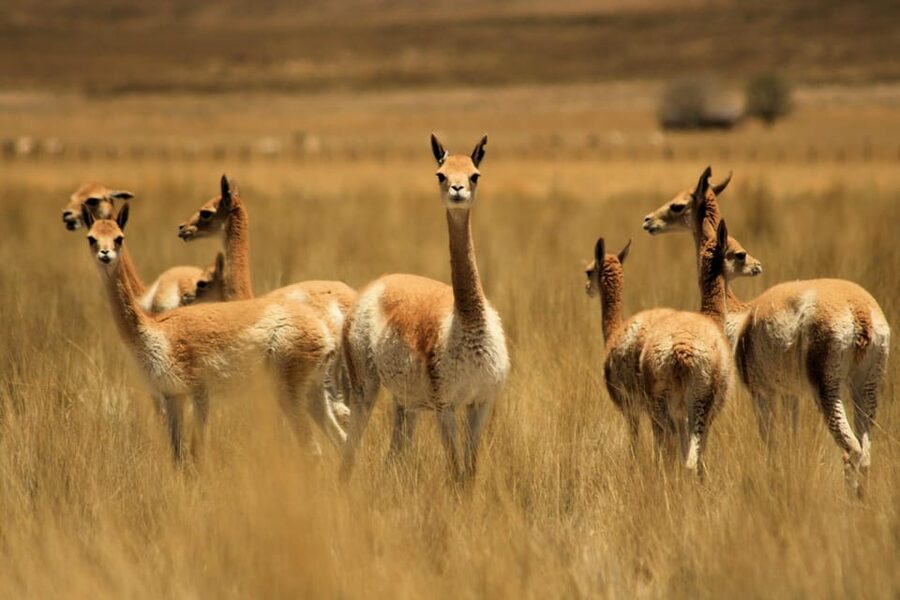 From Arequipa: Colca Valley & Thermal Baths Small-Group Trip - Chacapi hot springs in Yanque