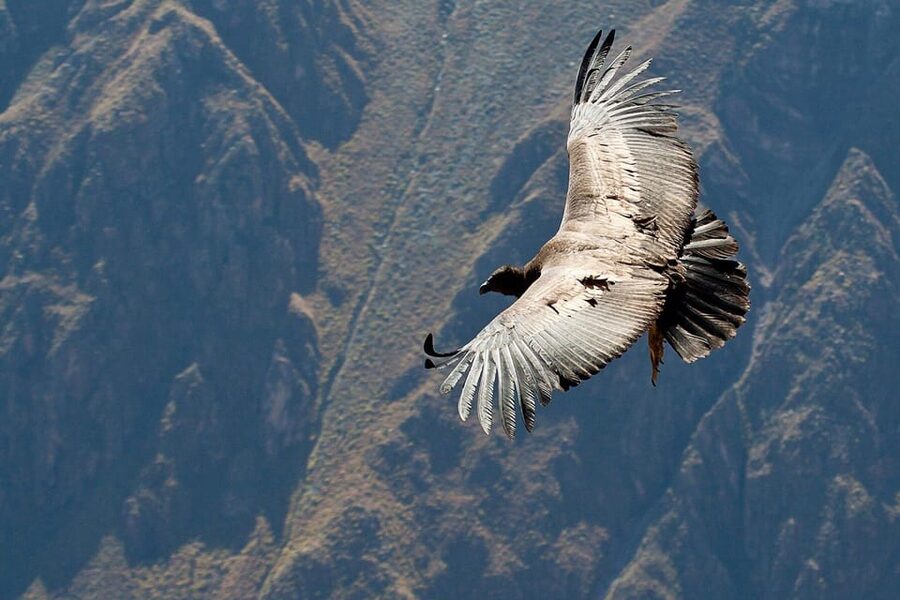 From Arequipa: Full Day Tour of Colca Canyon with Meals - Guide quality and the feel of the day