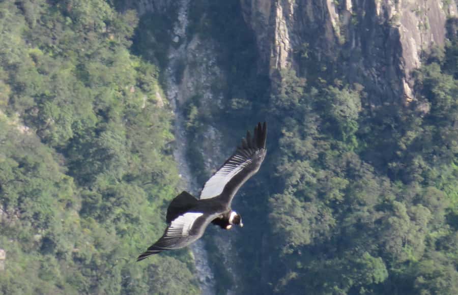 From Arequipa: Full Day Tour of Colca Canyon with Meals - Why the early start is worth considering