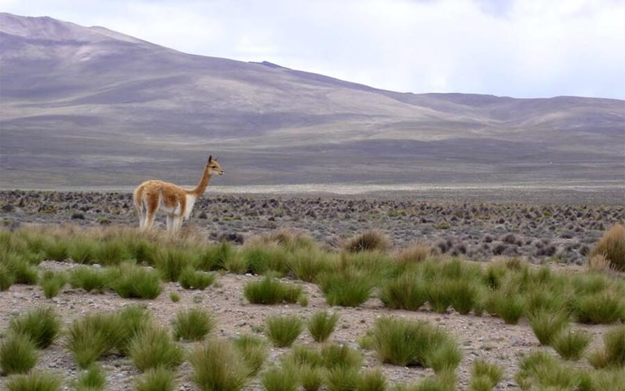 From Arequipa: Fullday Tour Colca Canyon + Transfer To Puno - What the $56 Price Really Covers