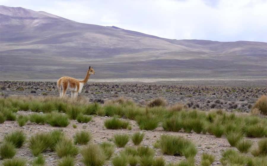 From Arequipa: Fullday Tour Colca Canyon + Transfer To Puno - Lunch in Chivay and the Switch to Puno Transport