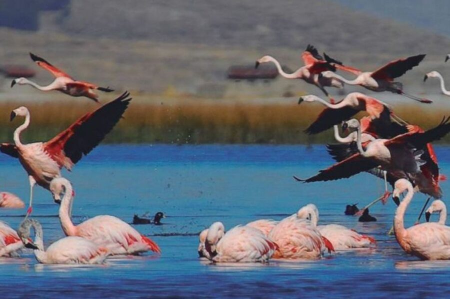 From Arequipa: Salinas Lagoon Full-Day Trip with Hot Springs - Lojen Hot Springs and the Mini Volcano
