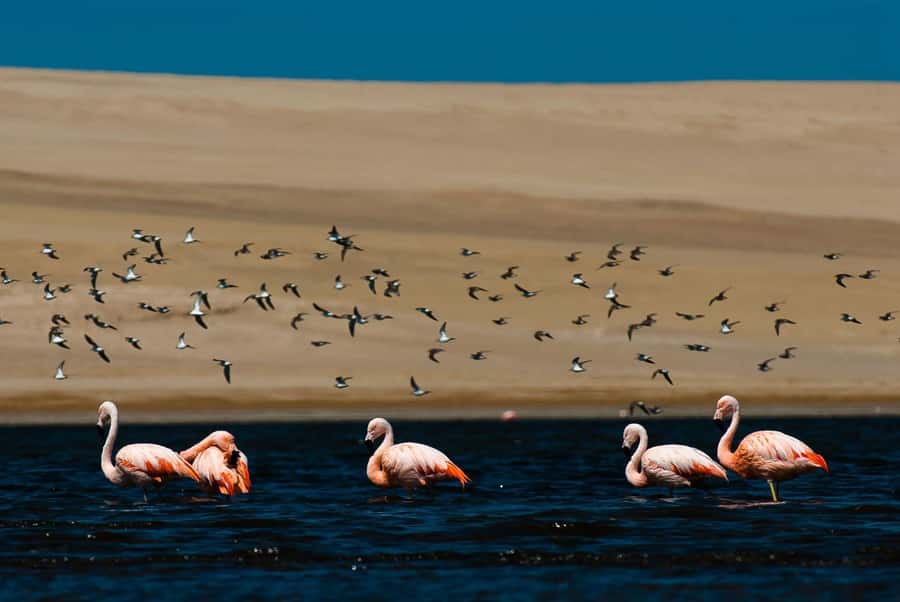From Arequipa: Salinas Lagoon Full-Day Trip with Hot Springs - What the $49 Price Really Includes