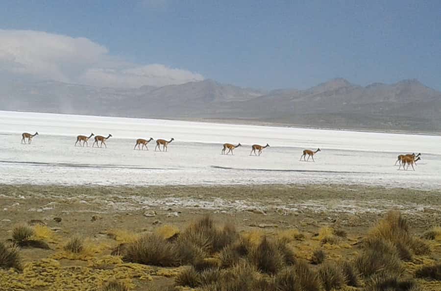 From Arequipa: Salinas Lagoon Full-Day Trip with Hot Springs - Who Will Enjoy This High-Andes Day?