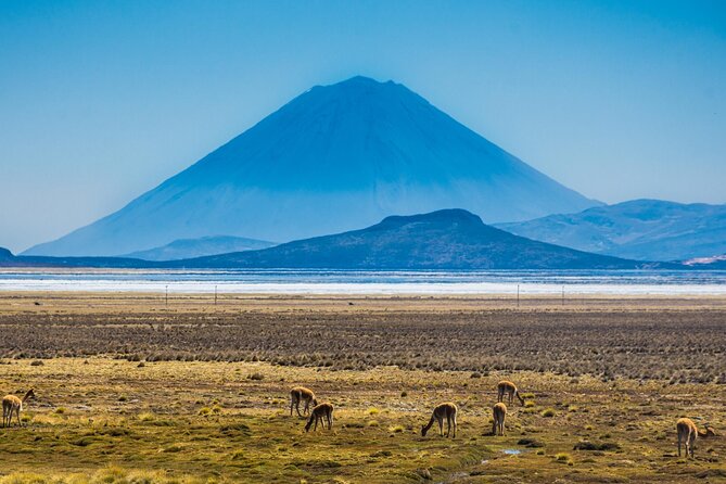 From Arequipa: Salinas Lagoon Half Day Tour - Entering Salinas y Aguada Blanca National Reserve