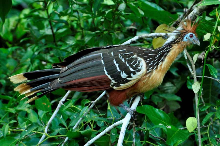 From Cusco: 4-Day Manu National Park Guided Tour - Key things to know before booking