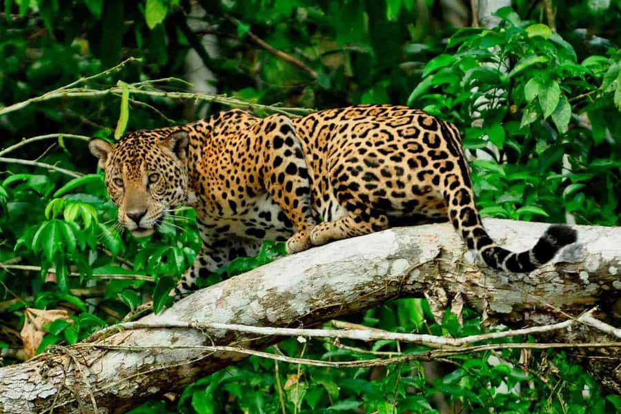 From Cusco: 4-Day Manu National Park Guided Tour - The Alto Madre de Dios River by private boat