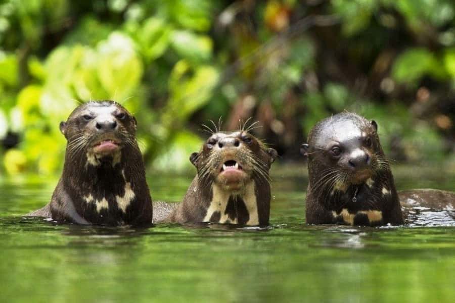 From Cusco: 4-Day Manu National Park Guided Tour - What the basic lodges are really like