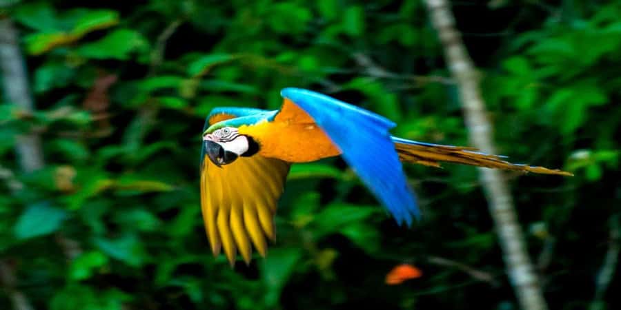From Cusco: 4 Day Puerto Maldonado Sandoval Lake Excursion - Six things to know before booking