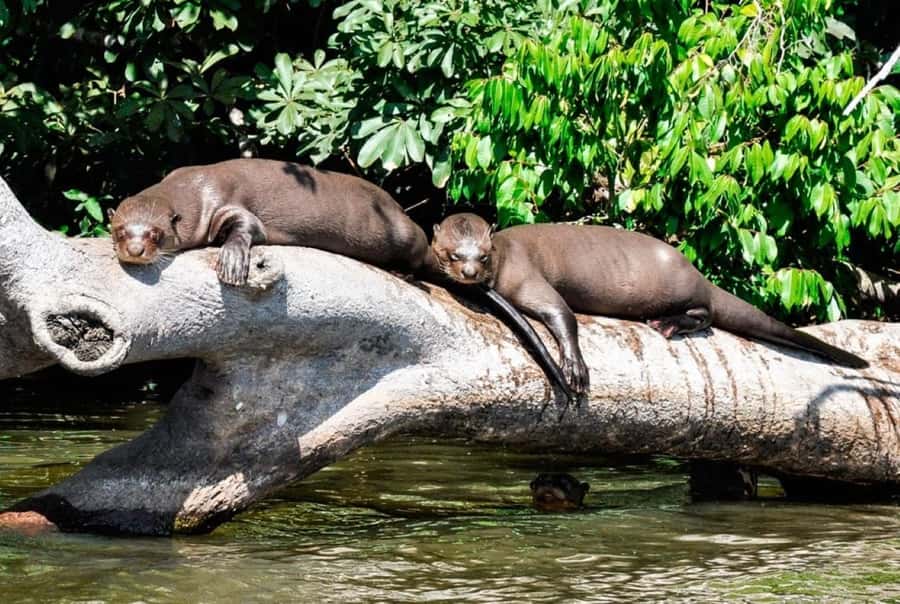 From Cusco: 4 Day Puerto Maldonado Sandoval Lake Excursion - A long road from Cusco to the Amazon